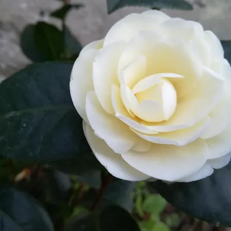 Giardino Antico Διαμέρισμα Πίζα