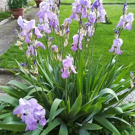 Giardino Antico Апартаменты Пиза